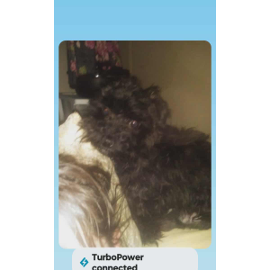 Lost Dog Poppy