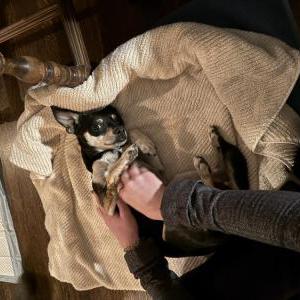 Lost Dog unknown