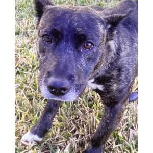 Image of Unknown, Found Dog