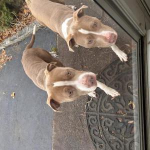 Image of 2 pitbull, Found Dog