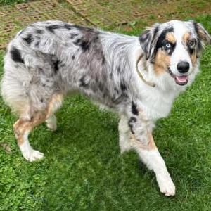 Image of Neptune, Lost Dog