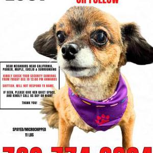 Lost Dog Rory