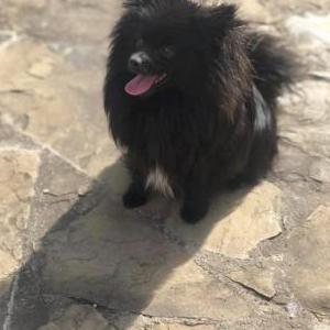 Lost Dog Fluffy