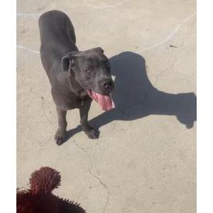 Lost Dog Enzo