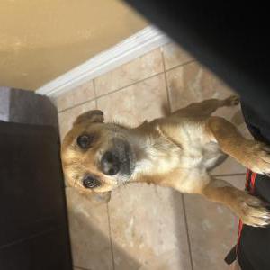 Image of Chester, Lost Dog