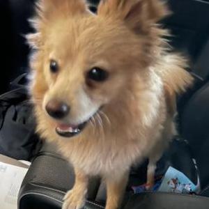 Found Dog unknown