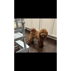 Image of Unknown, Found Dog