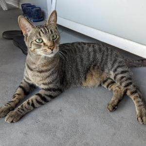 Image of Meow meow, Lost Cat