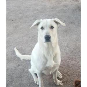 Image of Coco, Lost Dog