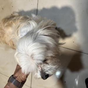 Found Dog Unknown