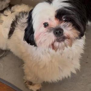 Image of Soju, Lost Dog