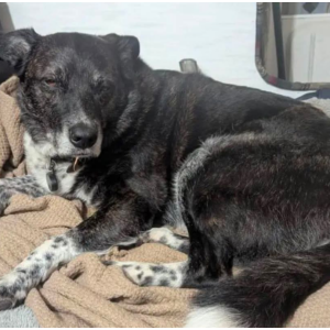 Lost Dog Thaddeus