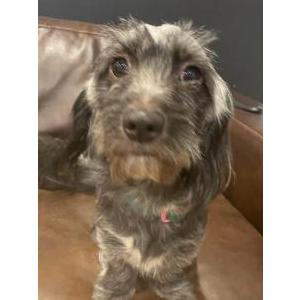 Lost Dog Minnie