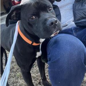 Found Dog unknown