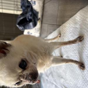 Image of Unknown, Found Dog