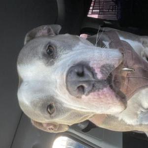 Lost Dog Latto