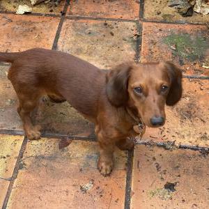 Lost Dog TALLY, SCHATZI, GEO