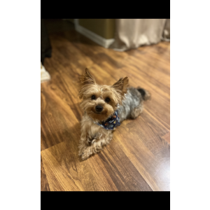 Lost Dog Kassius ”Kash brown