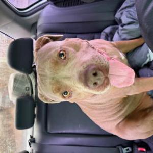 Image of unknown, Found Dog