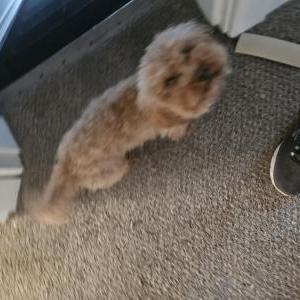 Found Dog unknown