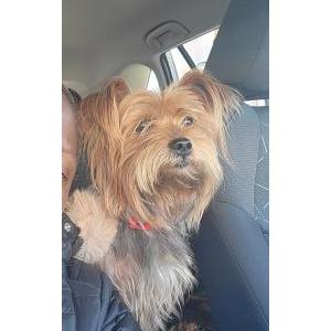 Lost Dog Yay-yo