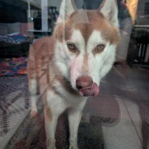 Image of Unknown, Found Dog