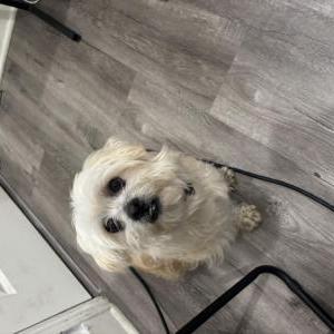 Found Dog Unknown