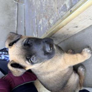 Lost Dog Oso