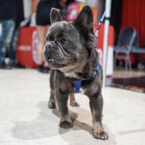 Image of A keyz, Lost Dog
