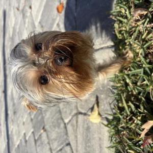 Image of Unknown, Found Dog