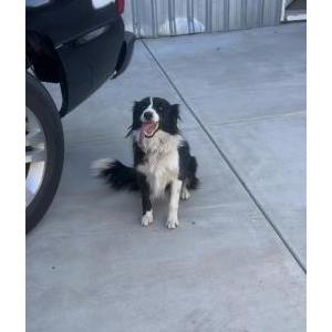 Lost Dog Princess
