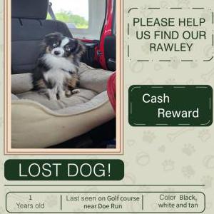 Image of Rawley, Lost Dog