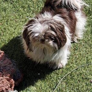 Lost Dog Winnie