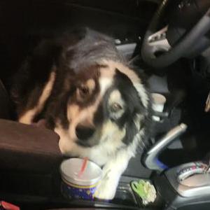 Found Dog Unknown