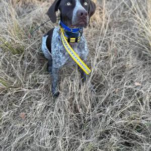 Image of Goose, Lost Dog