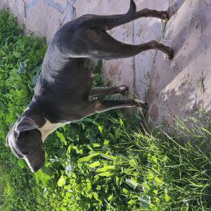 Image of Unknown, Found Dog