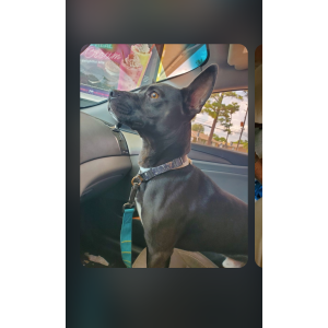 Image of Russell, Lost Dog