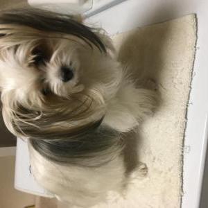 Image of Emma, Lost Dog