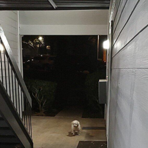 Image of unknown, Found Dog