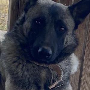 Image of Unknown, Found Dog