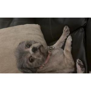 Image of Sephora, Lost Dog