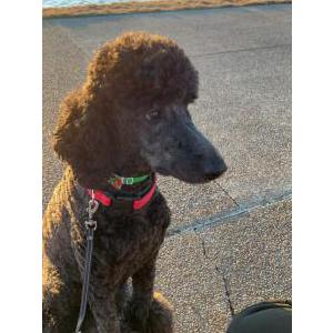 Image of Pluto, Lost Dog