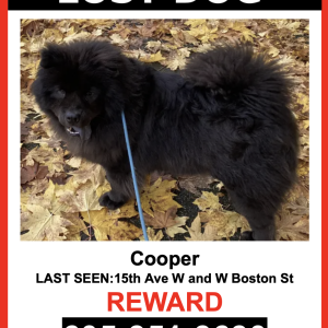 Lost Dog Cooper