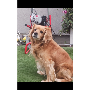 Lost Dog Richy