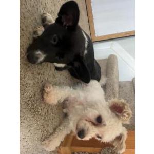 Image of Poncho, Lost Dog