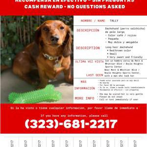 Lost Dog Tally