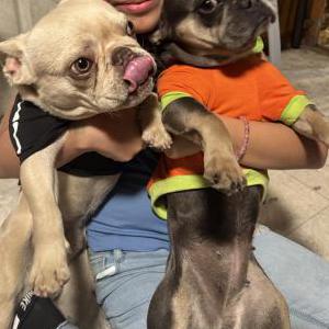 Image of Lilo, Lost Dog