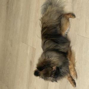 Lost Dog Teddy
