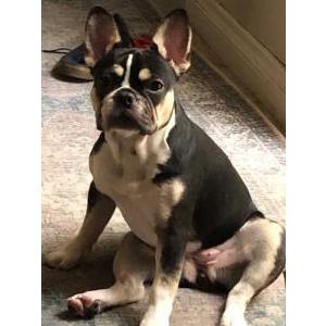 Lost Dog Bunny