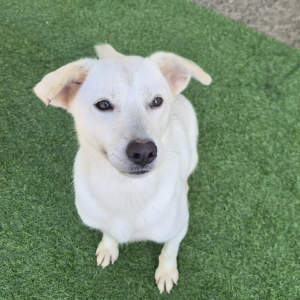Image of Lola, Lost Dog